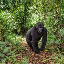 Gorilla Trekking